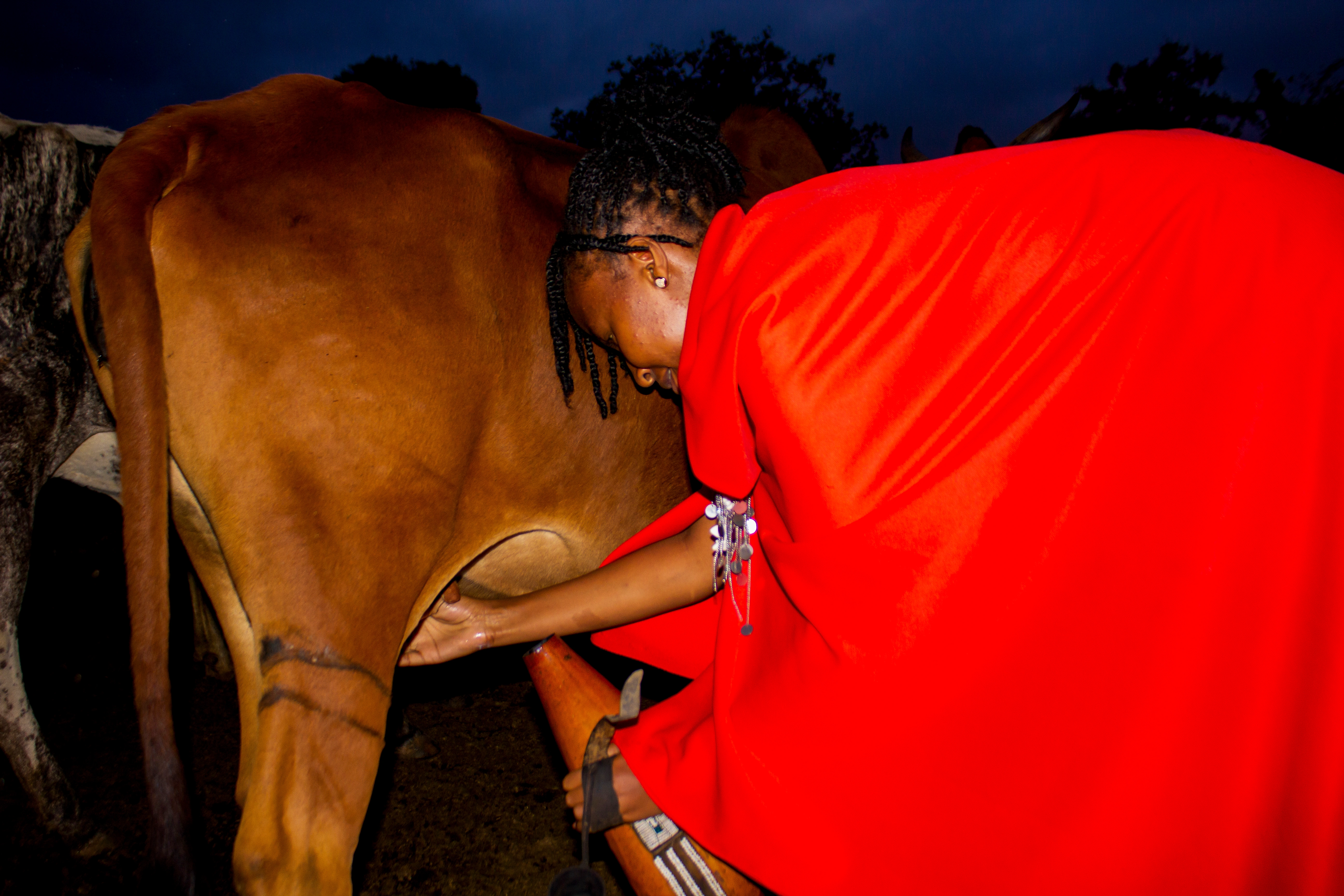Livestock, Climate and Systems Resilience